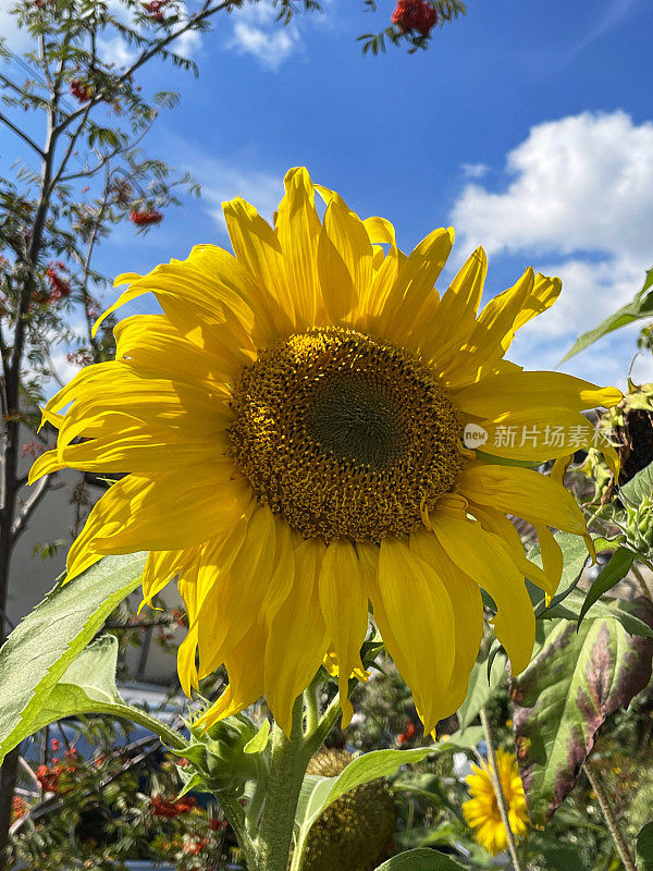 向日葵花头(Helianthus annuus)与黄色花瓣(Helianthus annuus)，圆盘小花，多云的蓝色晴朗的天空和屋顶背景的特写图像，从下面看，重点在前景